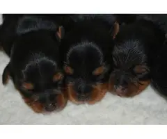 AKC Yorkie Puppies for Sale - 2