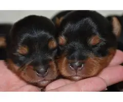 AKC Yorkie Puppies for Sale - 3
