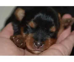 AKC Yorkie Puppies for Sale - 4