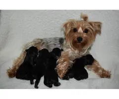 AKC Yorkie Puppies for Sale - 5