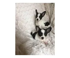 2 Chihuahua puppies needing new home
