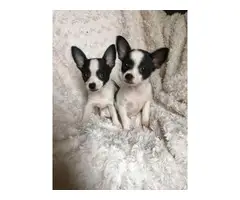 2 Chihuahua puppies needing new home - 5