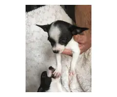 2 Chihuahua puppies needing new home - 7