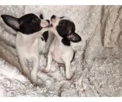2 Chihuahua puppies needing new home - 8