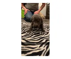 Silver and charcoal lab puppies - 2