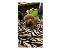 Silver and charcoal lab puppies - 4