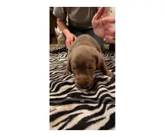 Silver and charcoal lab puppies - 7