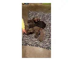 Silver and charcoal lab puppies - 9