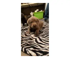 Silver and charcoal lab puppies - 11