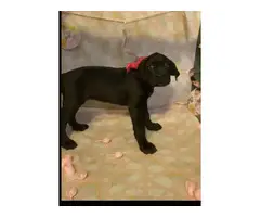 Akc registered cane corso puppies - 2