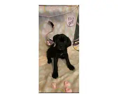 Akc registered cane corso puppies - 3