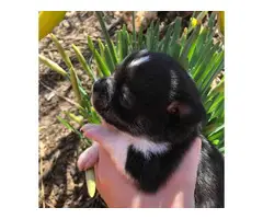2 black and white Chihuahua puppies