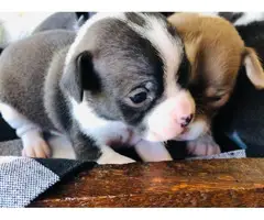 2 black and white Chihuahua puppies - 3