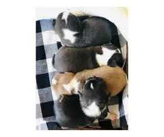 2 black and white Chihuahua puppies - 4