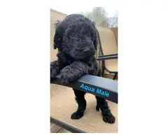5 F1b Goldendoodle Puppies for Sale - 2