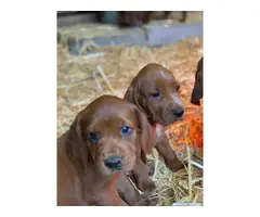 Red Bone Coonhound Puppies - 2