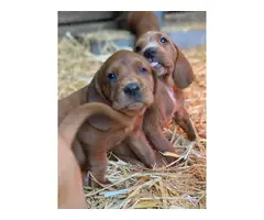 Red Bone Coonhound Puppies - 3