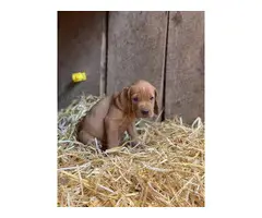 Red Bone Coonhound Puppies - 4