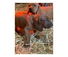 Red Bone Coonhound Puppies - 6