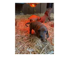 Red Bone Coonhound Puppies - 8