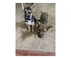 2 German Shepherd Puppies for sale - 2