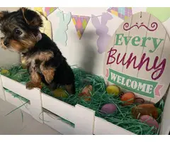 AKC registered Yorkie puppy for sale - 2