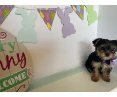 AKC registered Yorkie puppy for sale - 4