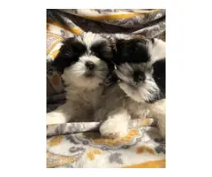 9 weeks old AKC Shih Tzu puppies - 5