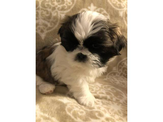 9 weeks old AKC Shih Tzu puppies Chicago - Puppies for Sale Near Me