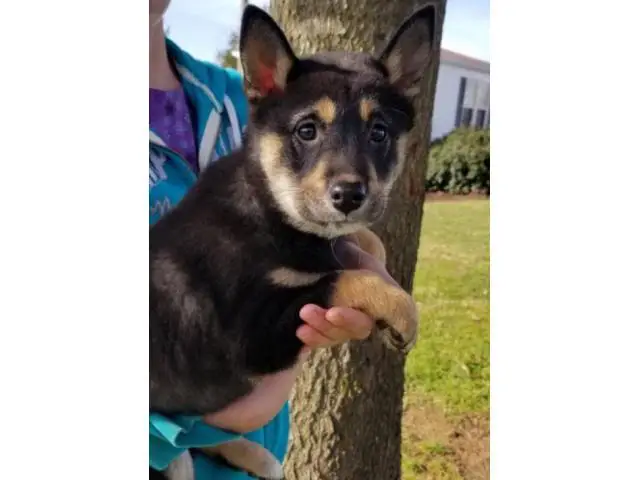 5 month old AKC Shiba Inu puppy