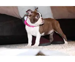 4 month old female Boston Terrier - 2