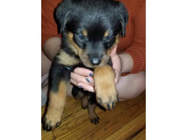 Purebred Rottweilers for Sale Rockville - Puppies for Sale Near Me