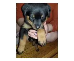 Purebred Rottweilers for Sale - 4