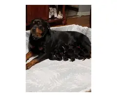 Purebred Rottweilers for Sale - 5
