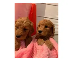 Beautiful goldendoodle puppies available - 1