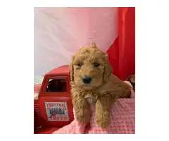 Beautiful goldendoodle puppies available - 2