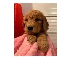 Beautiful goldendoodle puppies available - 3