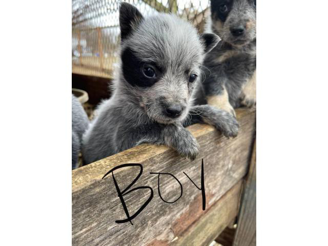 blue heeler puppies near me