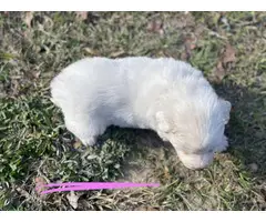 9 Great Pyrenees puppies for sale - 2