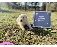 9 Great Pyrenees puppies for sale - 3