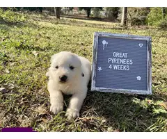 9 Great Pyrenees puppies for sale - 5