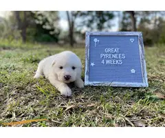 9 Great Pyrenees puppies for sale - 7