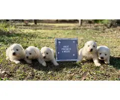 9 Great Pyrenees puppies for sale - 8