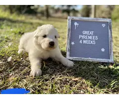 9 Great Pyrenees puppies for sale - 9