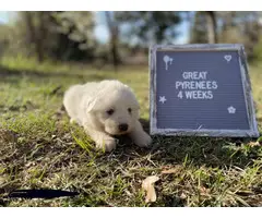 9 Great Pyrenees puppies for sale - 10