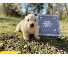 9 Great Pyrenees puppies for sale - 11