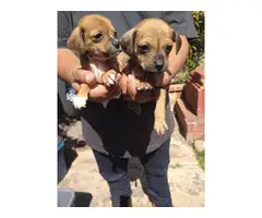 5 Chiweenie Puppies Available