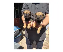 5 Chiweenie Puppies Available - 2