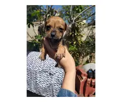 5 Chiweenie Puppies Available - 3