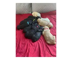 Black and Red Poodle puppies
